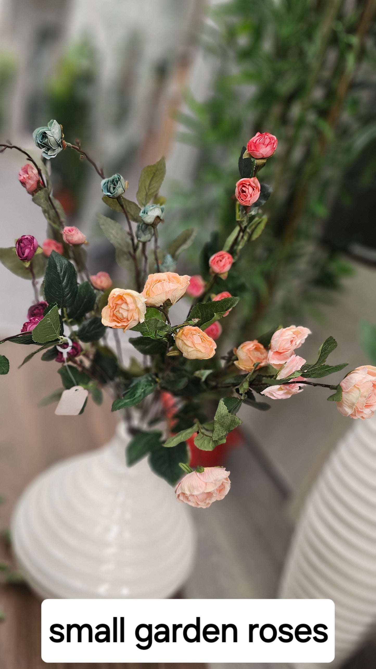 Hypericum Coco mini roses