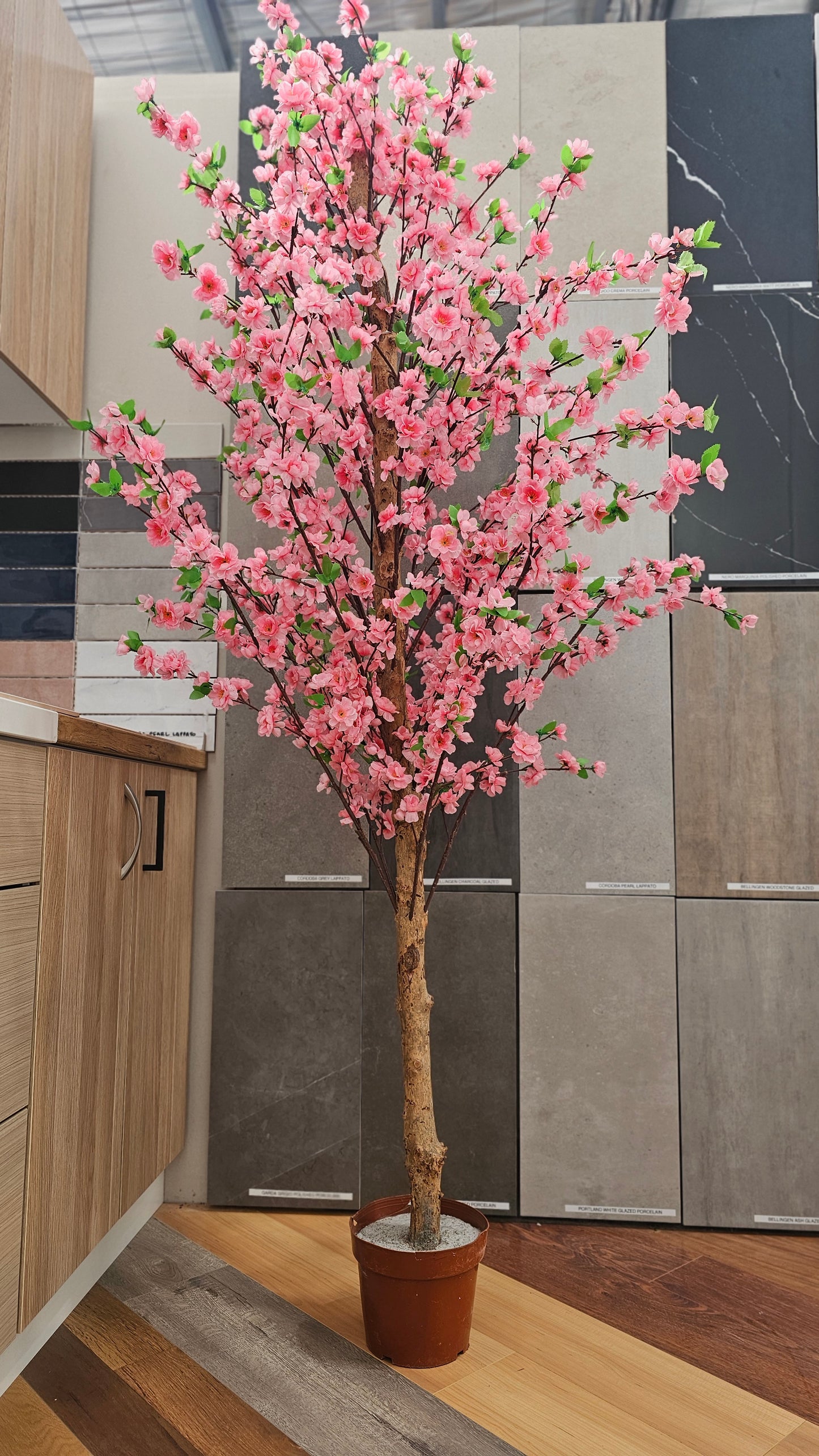 Cherry blossom tree