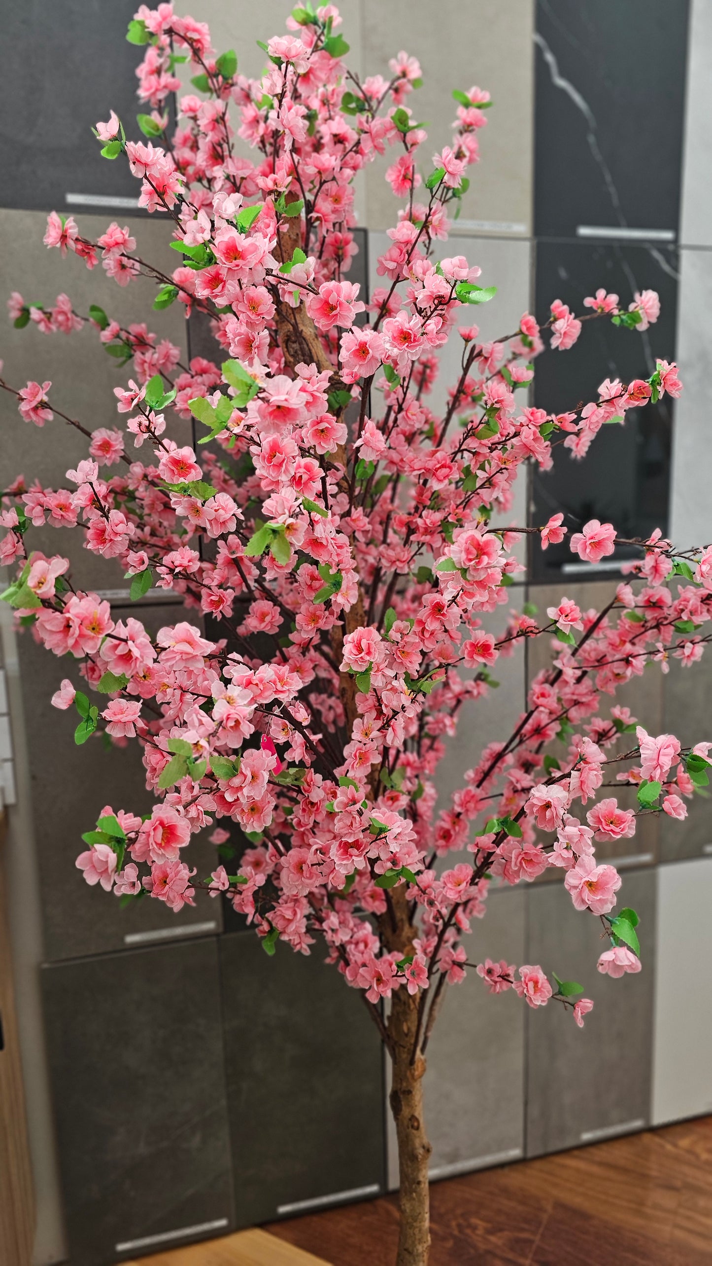 Cherry blossom tree