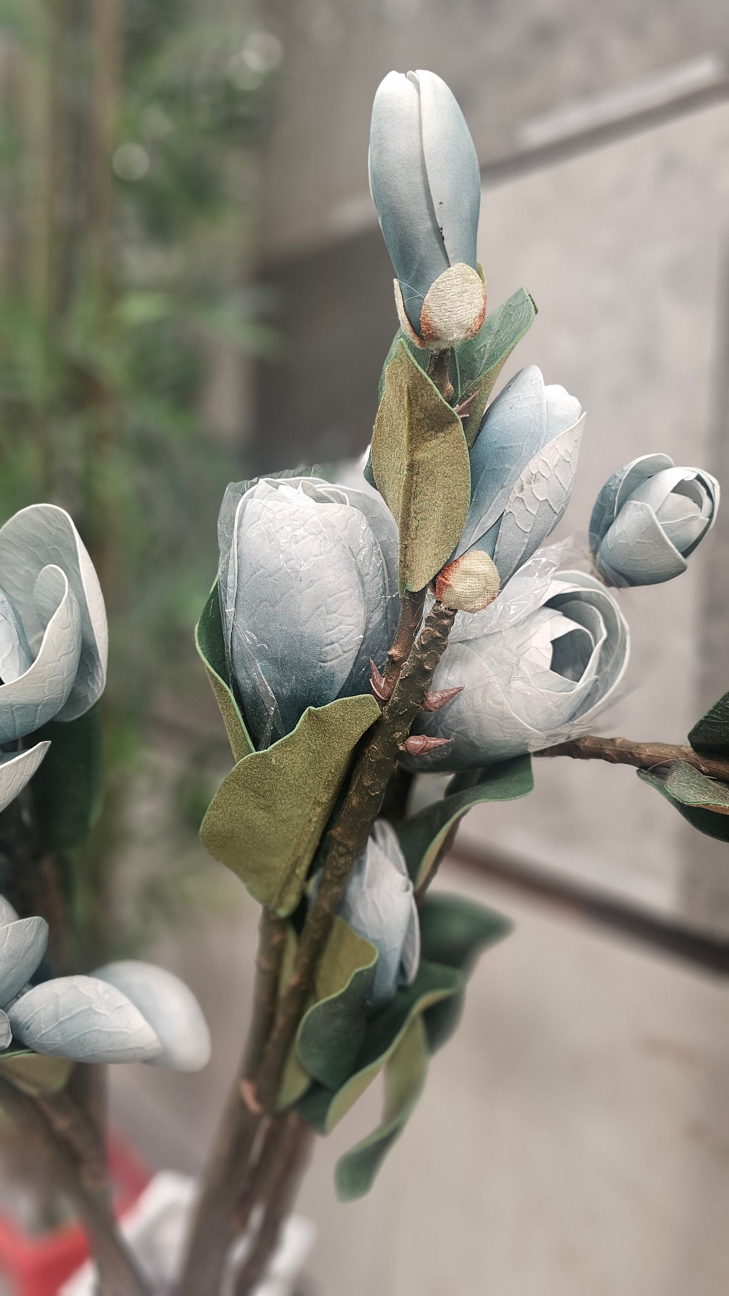 Magnolia tulip