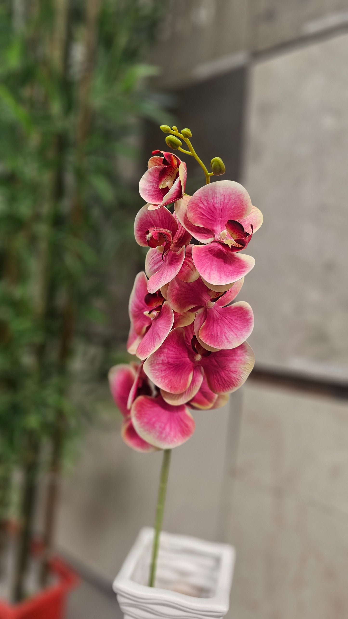 Orchids flowers