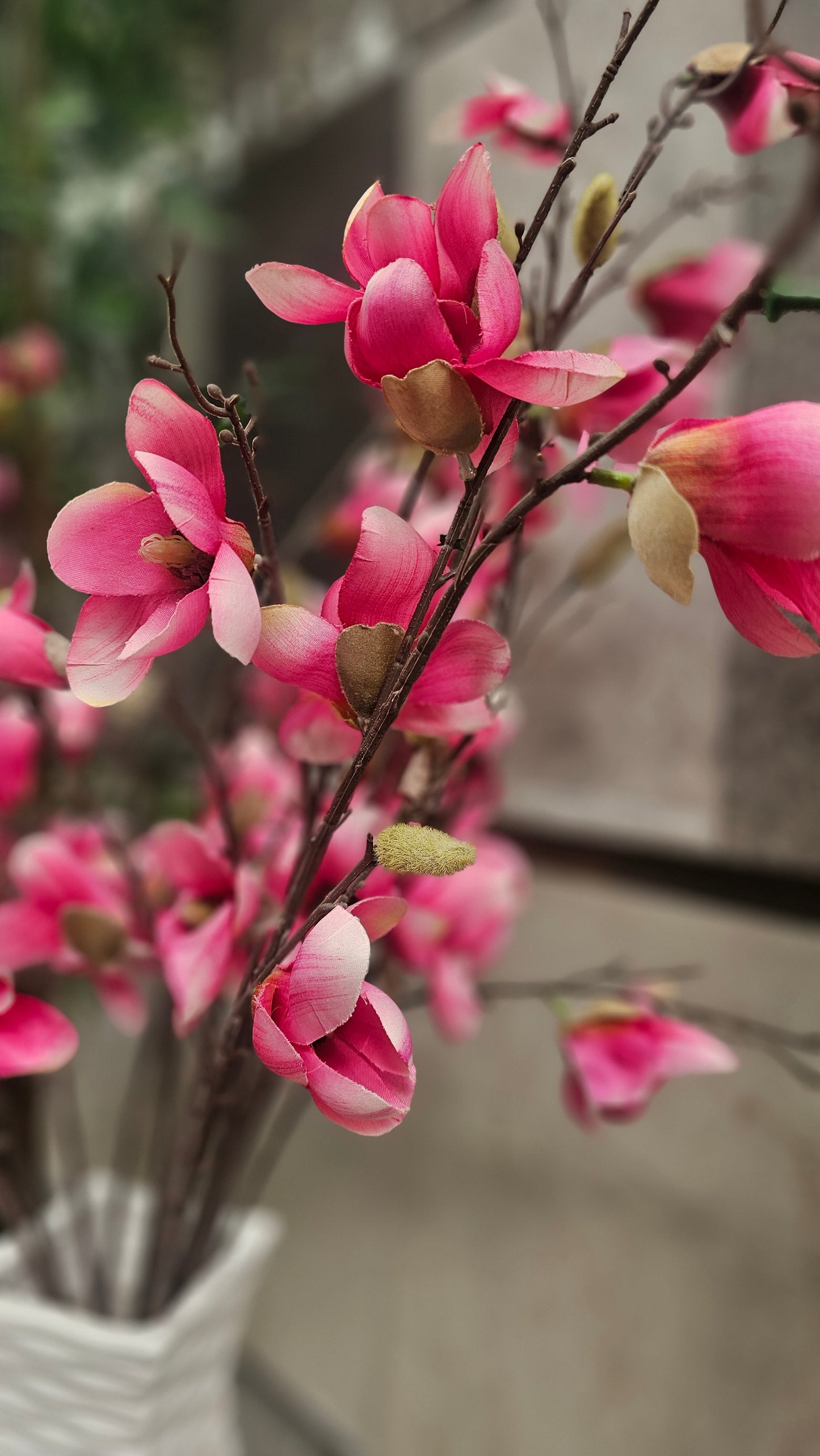 Magnolia blossom