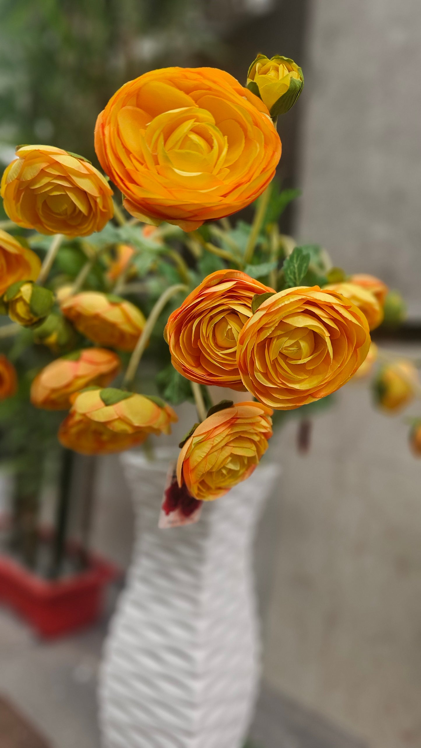 Persian buttercup flowers