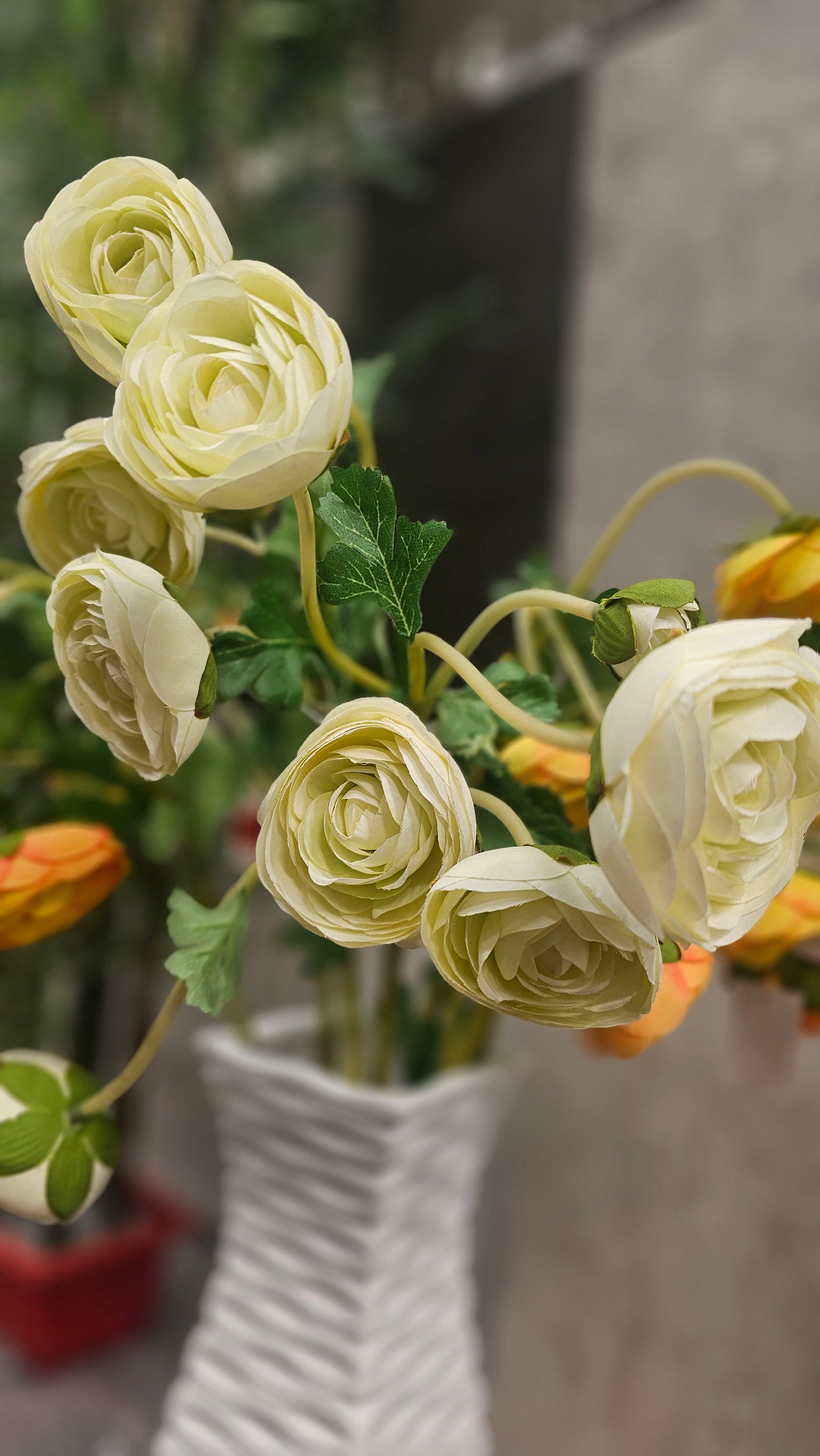 Persian buttercup flowers
