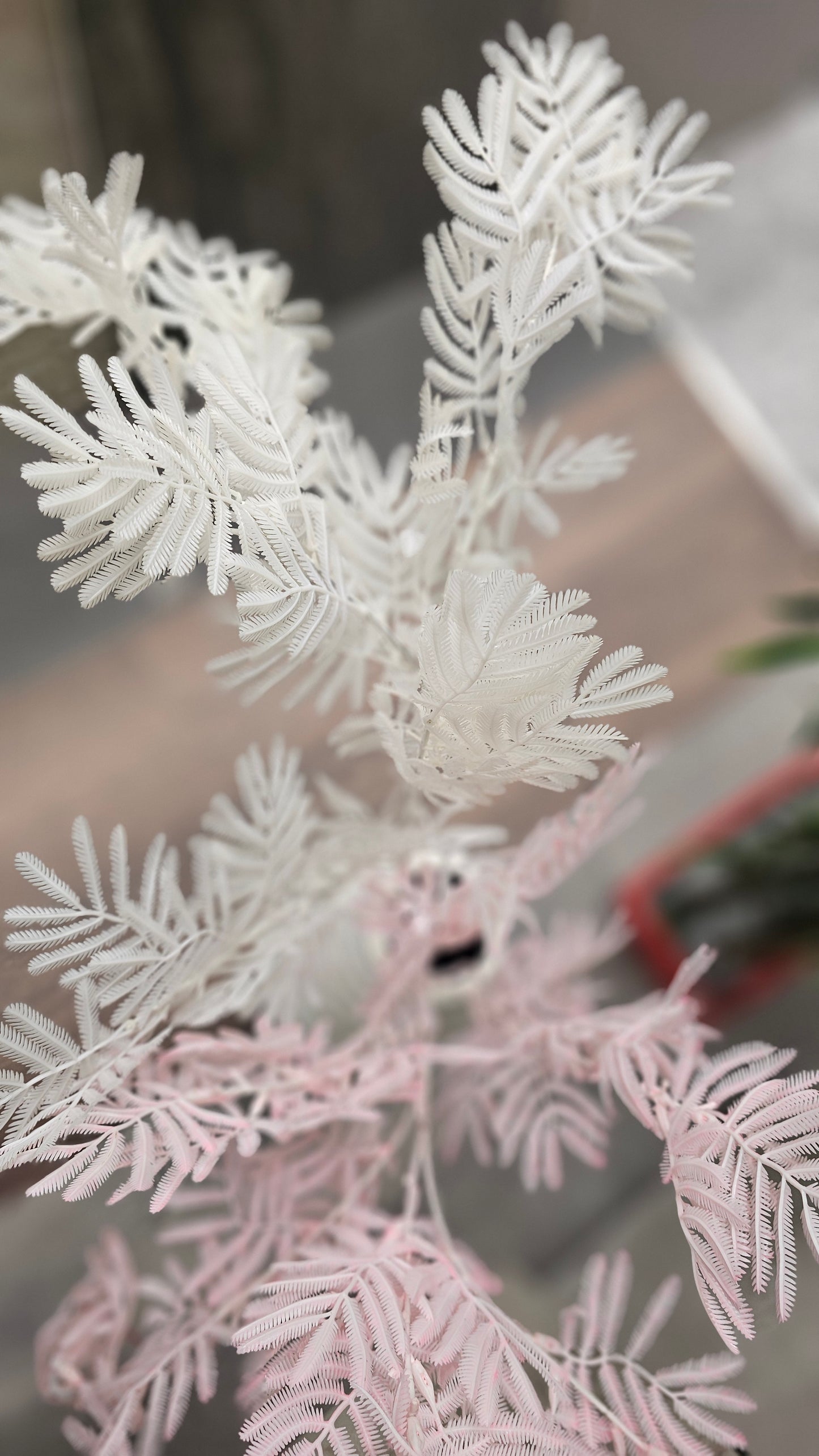 Norfolk pine stems