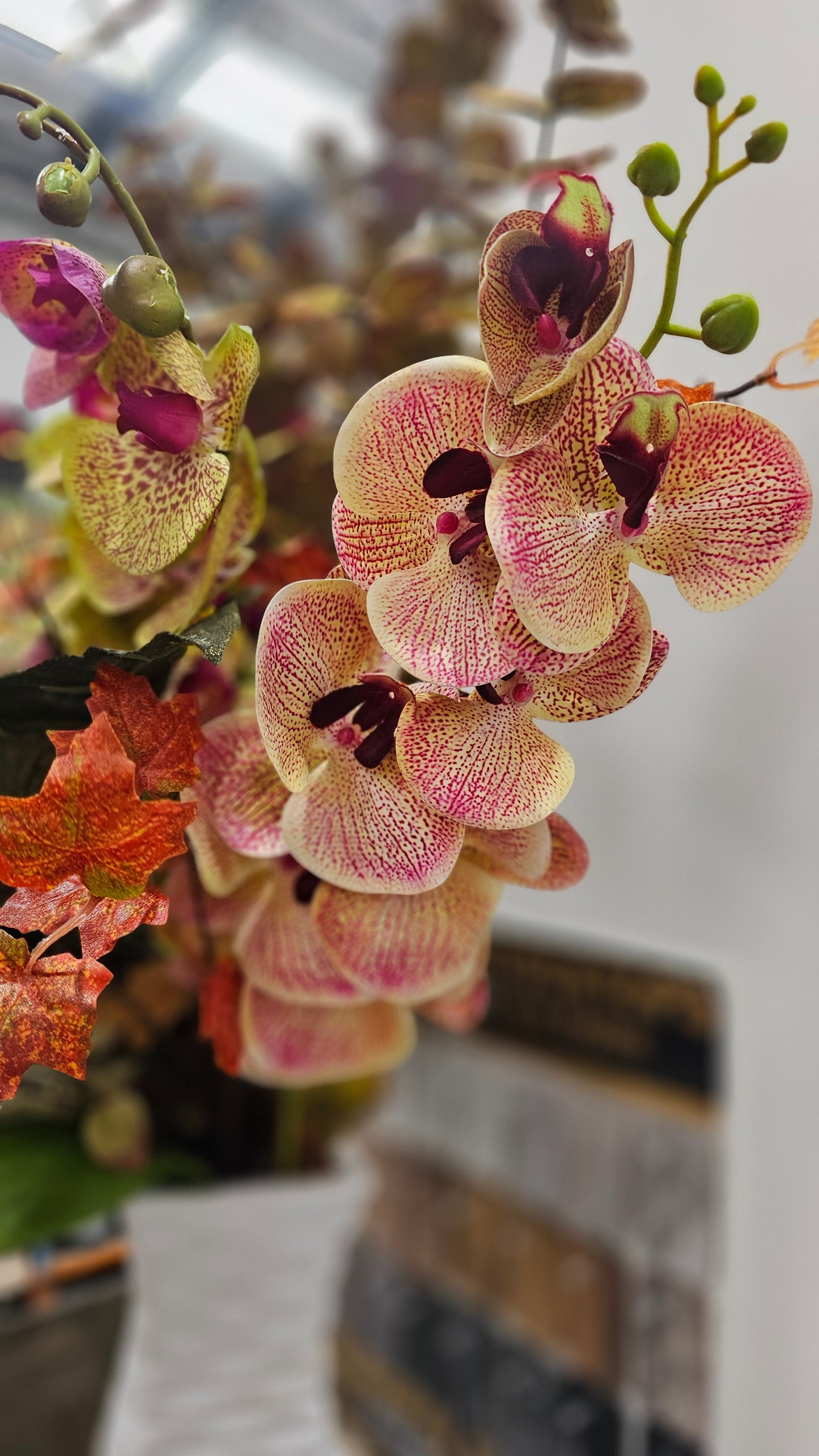 Orchids flowers