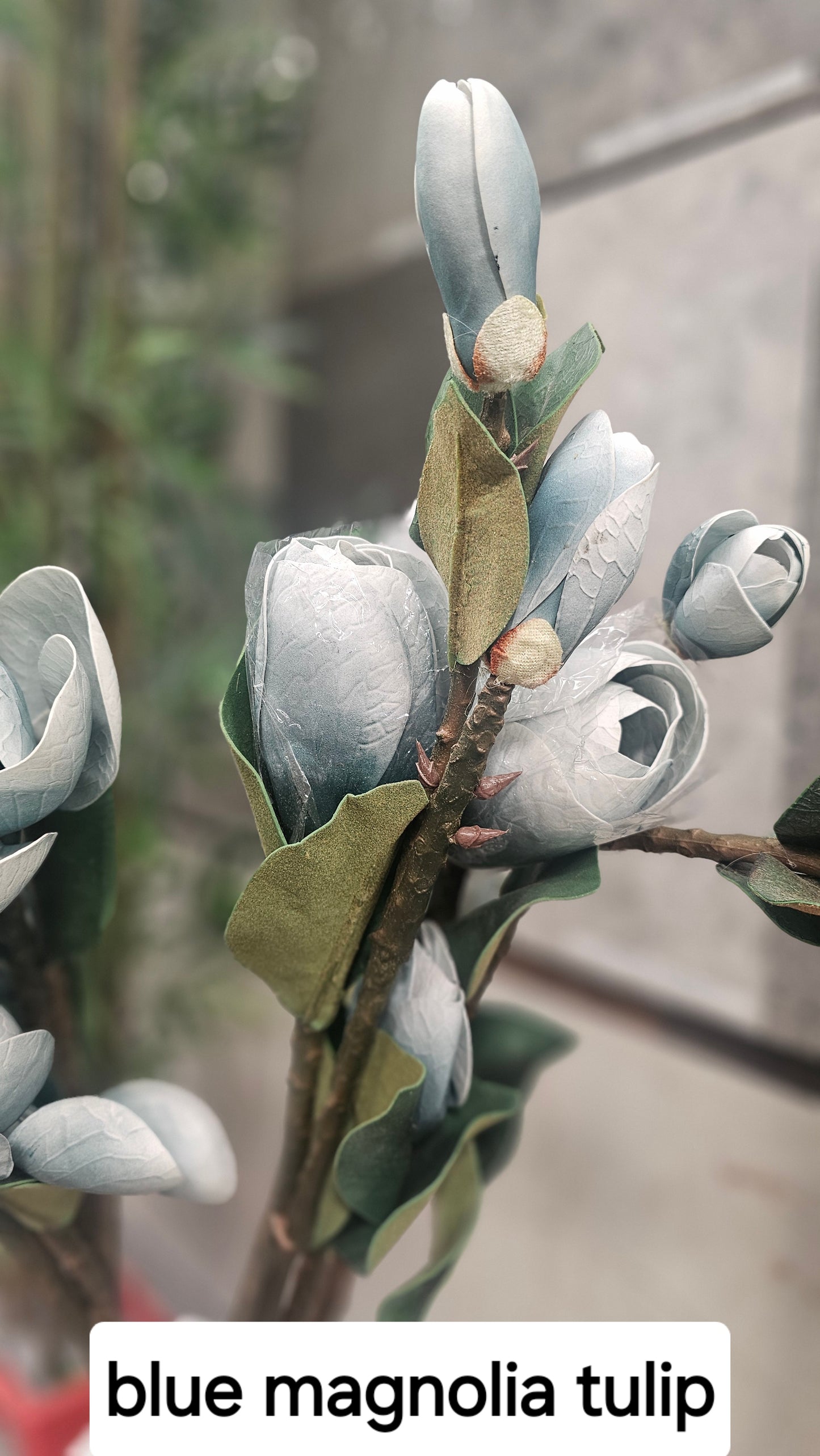 Magnolia tulip