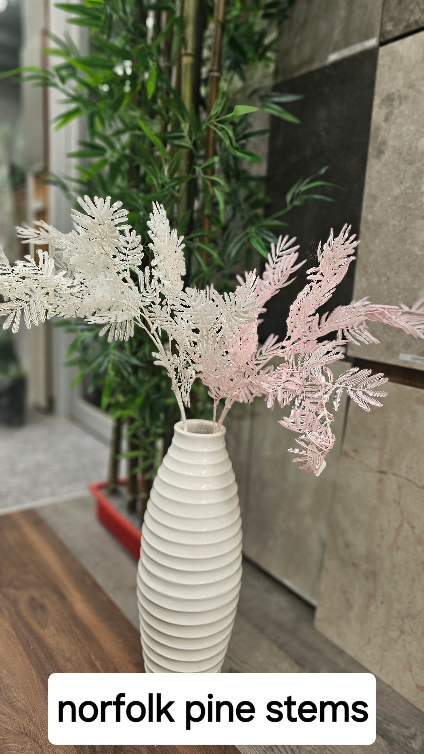 Norfolk pine stems
