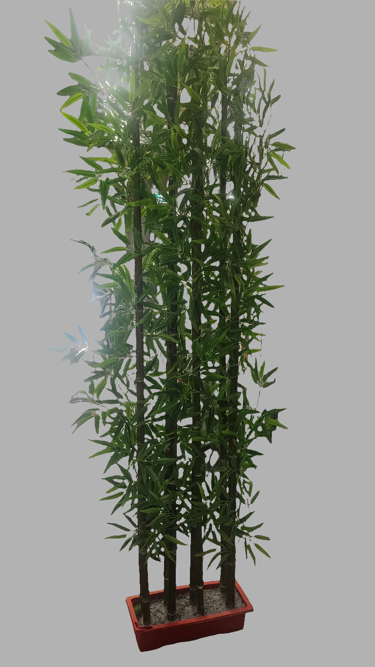 Bamboo tree